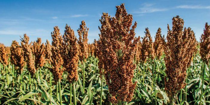 Productores de Sinaloa apuestan por sorgo 