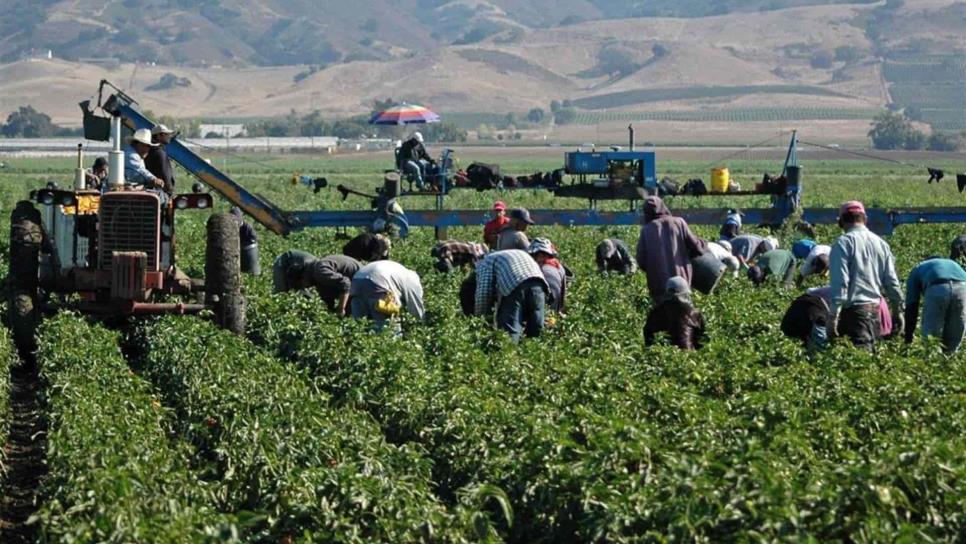 Infonavit embarga millones de pesos a empresas agrícolas de Sinaloa