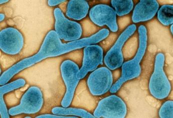 Alerta epidemiológica: brote de una bacteria pone en jaque a los científicos