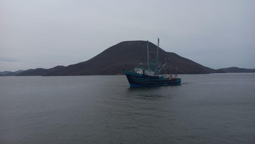 Circula camarón ecuatoriano contaminado en Sinaloa