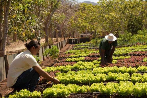 Agricultura orgánica: ¿barata o cara?