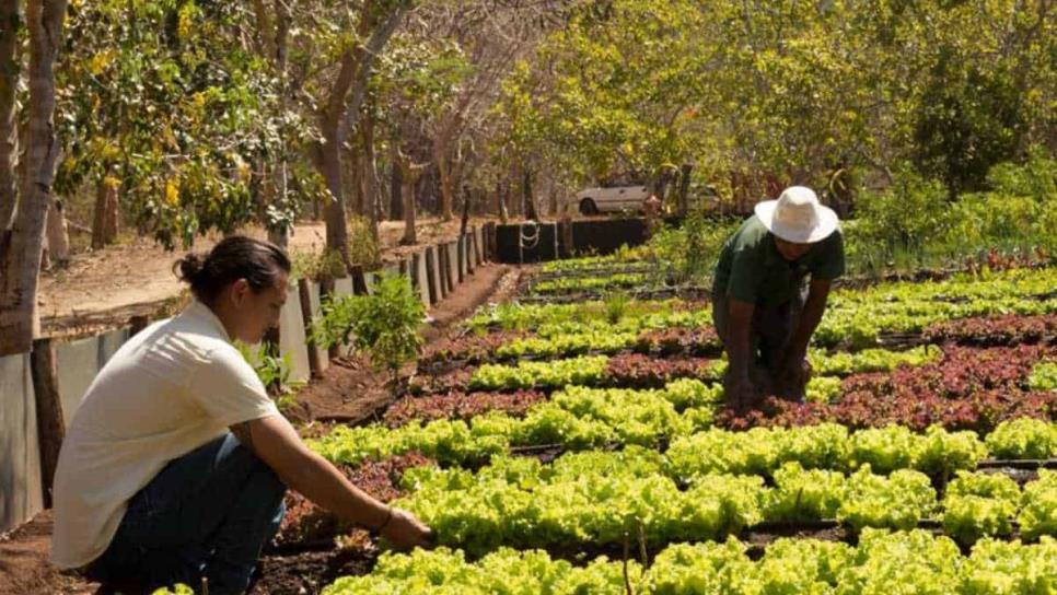 Agricultura orgánica: ¿barata o cara?