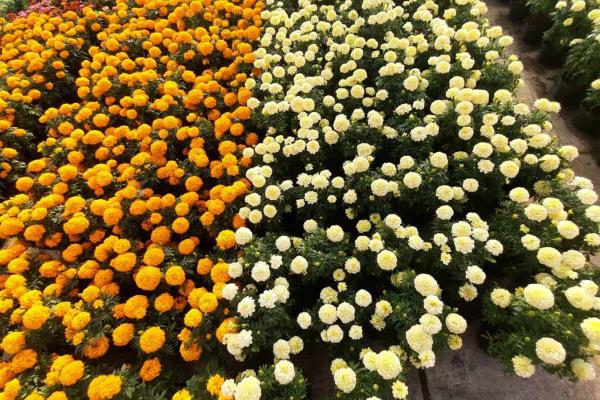 ¿Por qué es tradición la flor de cempasúchil? Conoce su origen y sus cuidados 