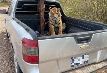 Tigre de bengala asegurado en operativo podría quedarse en Culiacán; está en cuarentena