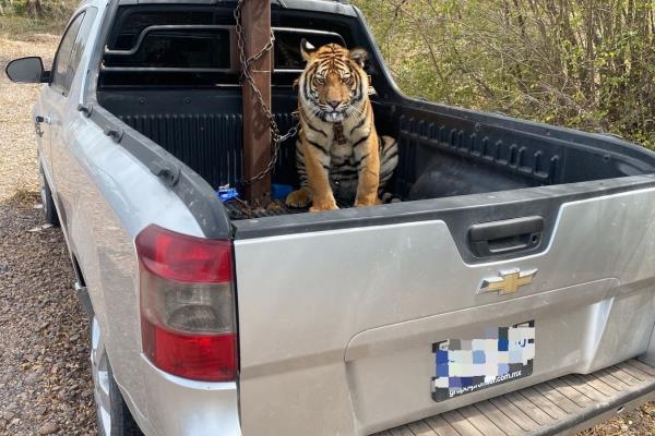 Tigre de bengala asegurado en operativo podría quedarse en Culiacán; está en cuarentena