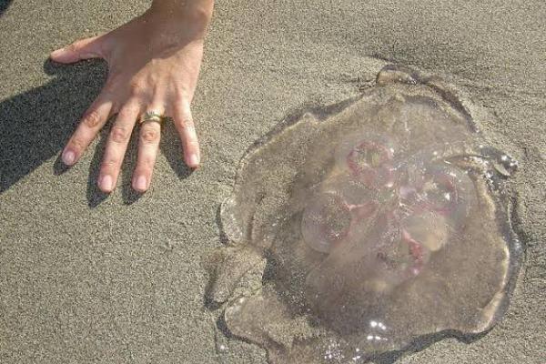 Aguamalas en playas de Sinaloa, ¡Toma tus precauciones!