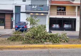 Esto es lo que debes hacer si quieres talar un árbol en Ahome