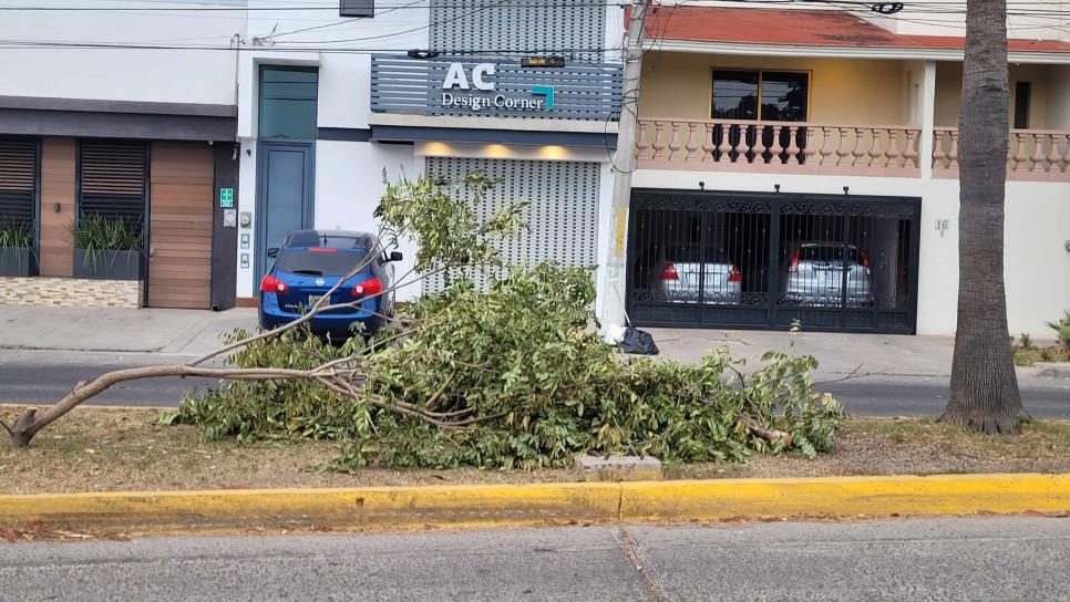 Esto es lo que debes hacer si quieres talar un árbol en Ahome