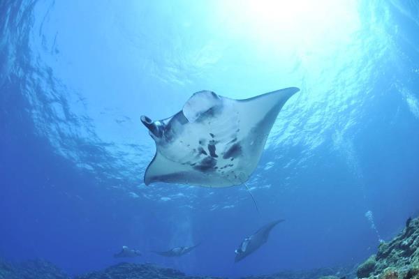 Profepa investiga mutilación masiva de mantarrayas en Huatabampo