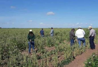 Cambian reglas de operación de Producción para El Bienestar