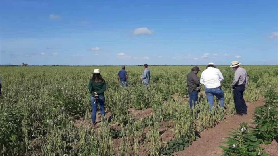 Cambian reglas de operación de Producción para El Bienestar