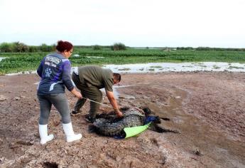Liberan cocodrilo avistado en sindicatura de Baila, Culiacán