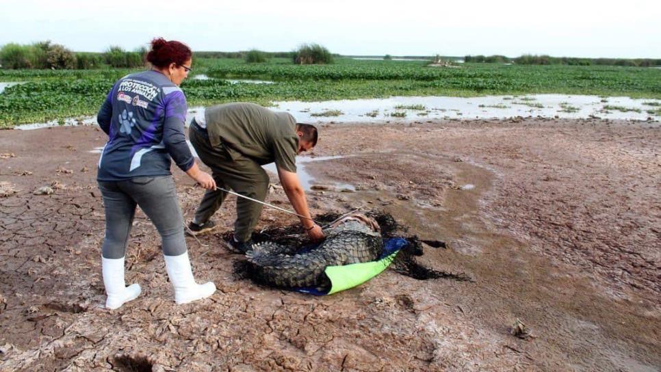 Liberan cocodrilo avistado en sindicatura de Baila, Culiacán