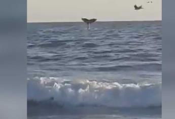 Reportan avistamiento de ballenas en Las Glorias | VIDEO