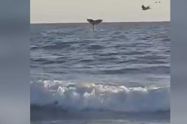 Reportan avistamiento de ballenas en Las Glorias | VIDEO