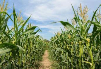 «Industriales, la clave de la comercialización de maíz y trigo de Sinaloa»: Caades