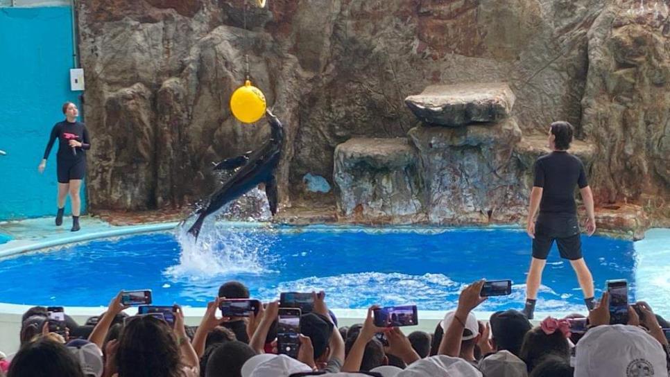 Acuario de Mazatlán tendrá entrada ¡GRATIS! este fin de semana