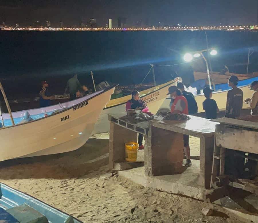 Llega el pez «pajarito» a las aguas de Mazatlán, un manjar que debes probar