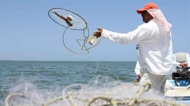 Restaurantes de mariscos en Mazatlán y Culiacán daban «Gato por Liebre», según estudio