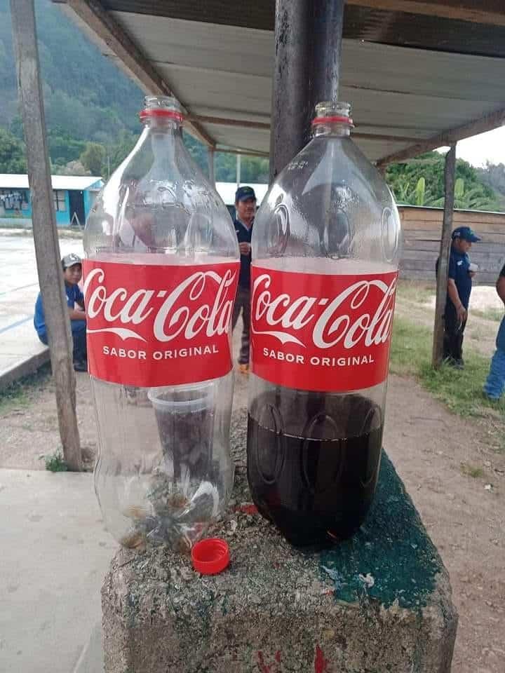 ¡Otra vez! Encuentran Coca Cola pirata: «Sabe más dulce, menos gaseosa», denuncian