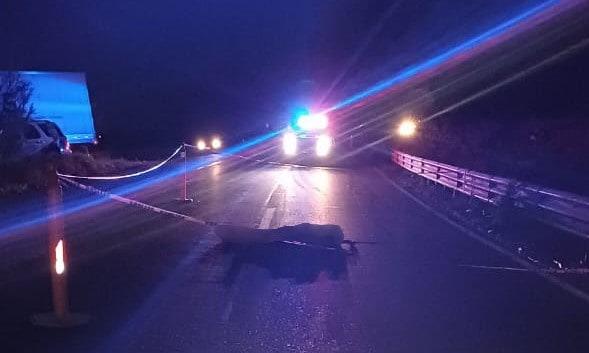 Atropellan y matan a ciclista por la México 15, en Guasave Atropellan y matan a ciclista por la México 15, en Guasave