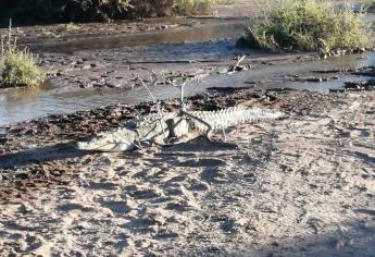 Localizan un cocodrilo en el Canal Alto de Guasave durante la búsqueda de Idelfonso 