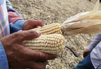 Sinaloa tiene ventas de maíz en 6 mil 300 pesos
