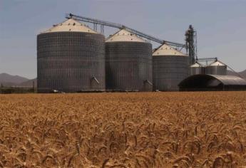 Saturadas bodegas por falta de comercialización de trigo