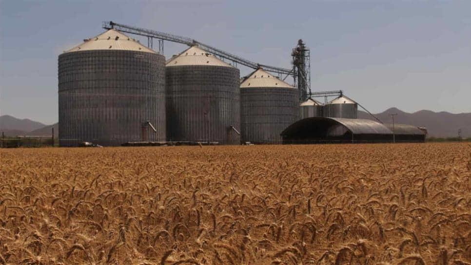 Saturadas bodegas por falta de comercialización de trigo Saturadas bodegas por falta de comercialización de trigo