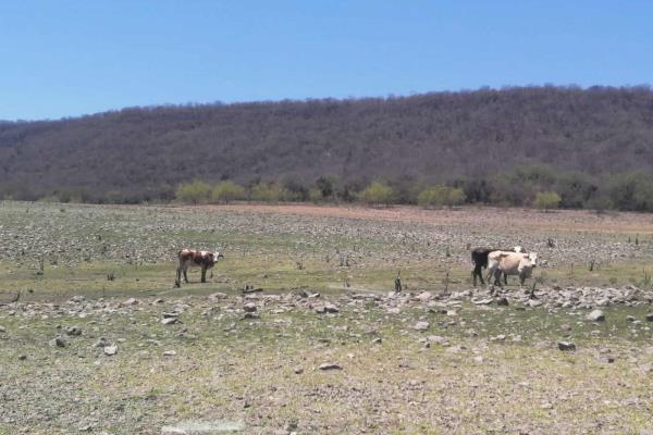 Choix la zona más seca y crítica para ganaderos