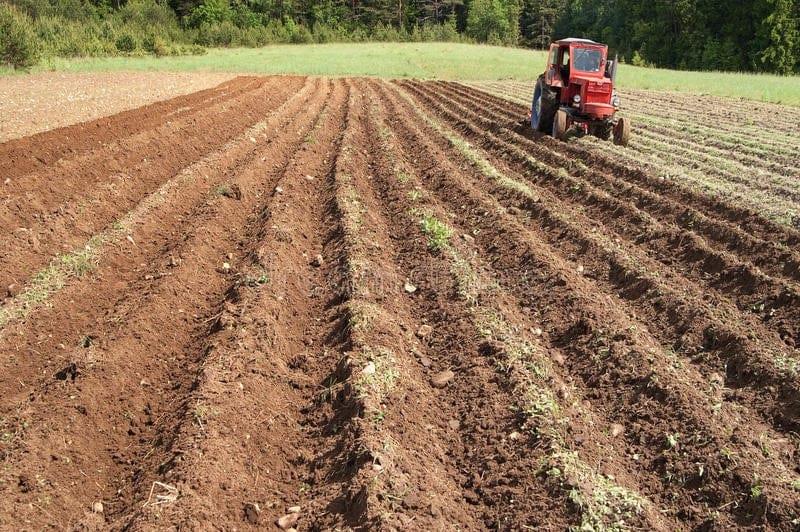 ¿Volverá a pasar lo de “Norma”? Productores preparan tierras para recibir lluvias de “Ileana”