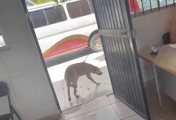 Someten a perro con cinta ¿Cuál fue su delito? ¡Fue rescatado en Los Mochis!