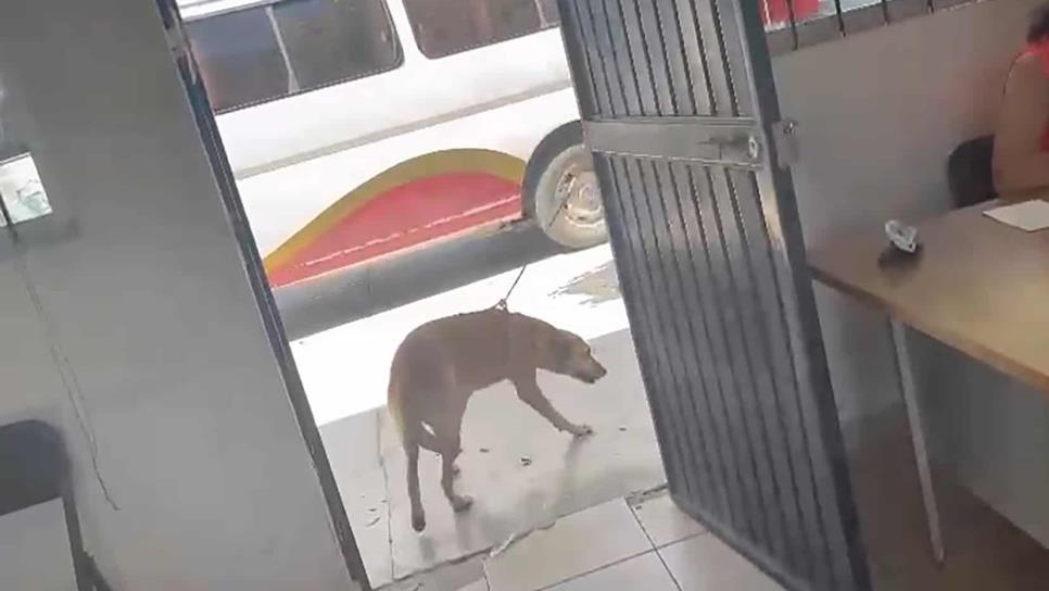 Someten a perro con cinta ¿Cuál fue su delito? ¡Fue rescatado en Los Mochis!