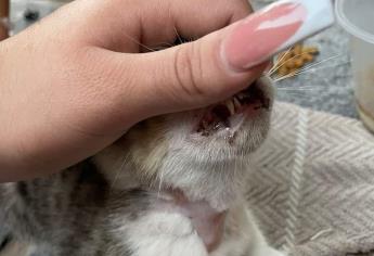 Niños matan con explosivos a un gatito en Los Mochis