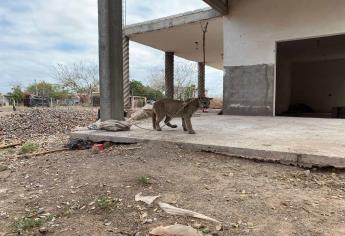 Rescatan un puma, lo tenían de mascota, pero en abandono y desnutrido en Angostura