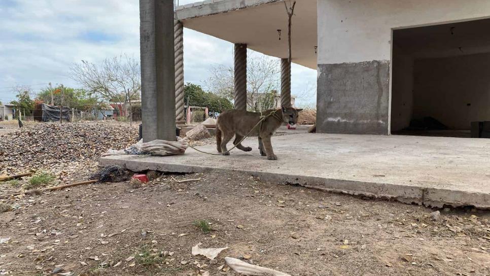 Rescatan un puma, lo tenían de mascota, pero en abandono y desnutrido en Angostura