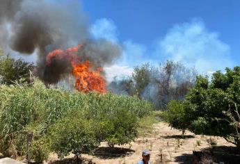 Incendios forestales en Choix consumen hectáreas de bosques y forrajes; suman 24 en Sinaloa