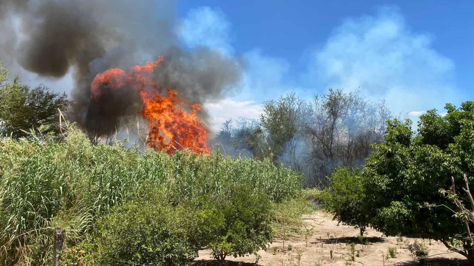 Incendios forestales en Choix consumen hectáreas de bosques y forrajes; suman 24 en Sinaloa Incendios forestales en Choix consumen hectáreas de bosques y forrajes; suman 24 en Sinaloa