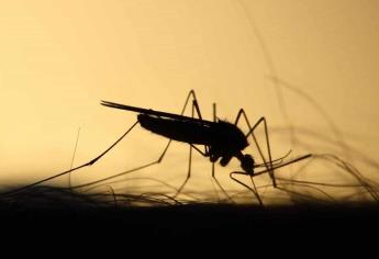 Síntomas del dengue: qué hacer y cómo identificarlos