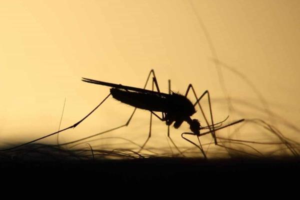 Síntomas del dengue: qué hacer y cómo identificarlos