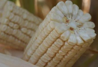 Esquema comercial del maíz blanco es un logro histórico: Gobierno de Sinaloa