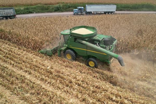 Reabren ventanilla en Sinaloa para compra de maíz de Segalmex