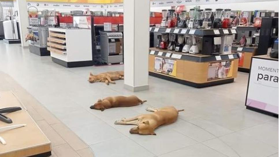 Perritos callejeros aprovechan el aire acondicionado de una tienda Elektra para refrescarse