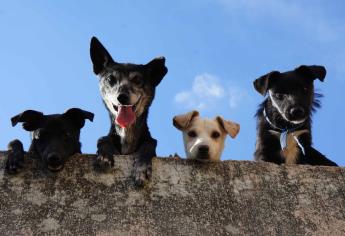 Recomendaciones para proteger a las mascotas del calor