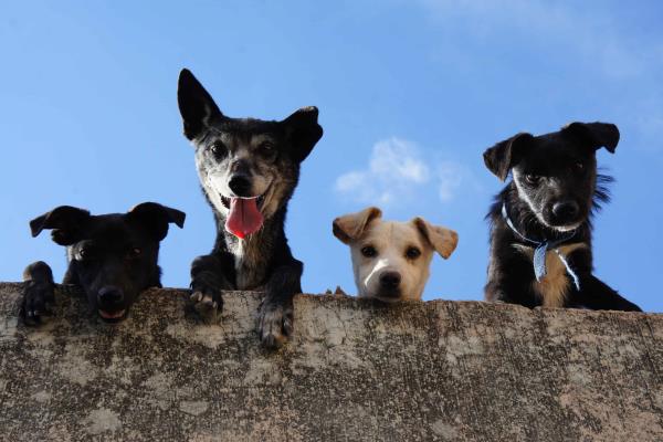 Recomendaciones para proteger a las mascotas del calor