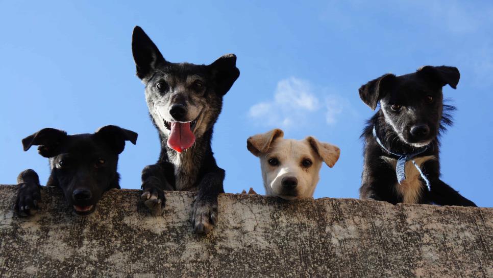 Recomendaciones para proteger a las mascotas del calor