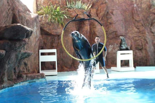 Acuario ya desarrolla espectáculo de aves y el de lobos marinos está casi a un 100 por ciento: director