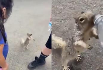 ¡Increíble! Ardilla pide agua a señas en un parque durante ola de calor | VIDEO