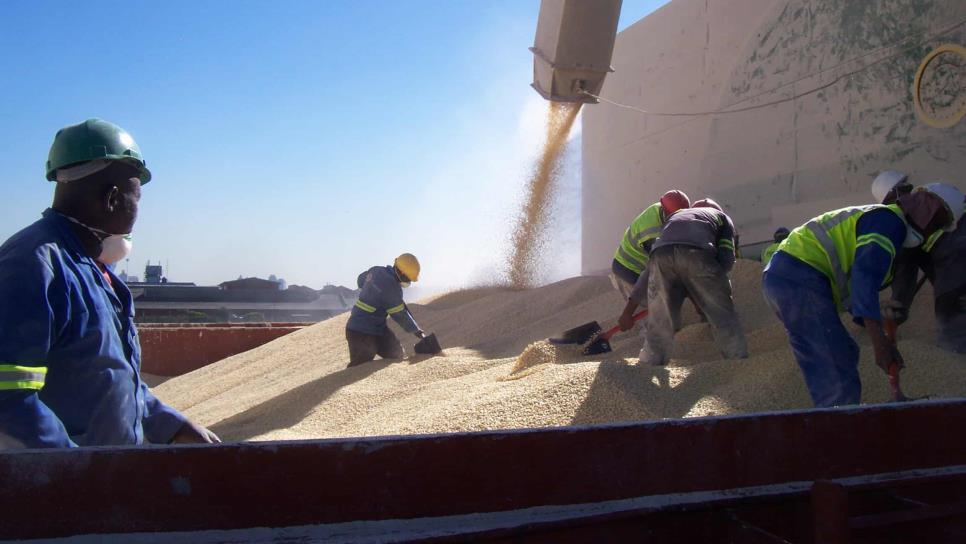 Granos Regresan a la racha de ganancias