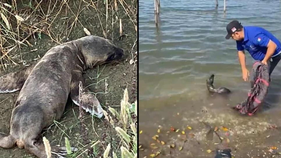 Rescatan a lobo marino en Ahome; estaba a 15 kilómetros del mar, en un canal de riego